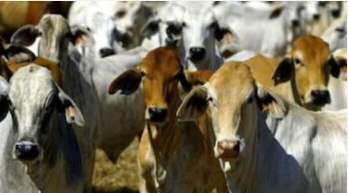 Why Buying and Selling of Milk is Not Allowed in this Andhra Village