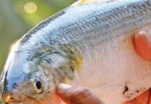 Andhra Pradesh: Two fish sold for Rs 5 lakh in Kakinada