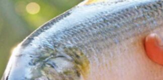 Andhra Pradesh: Two fish sold for Rs 5 lakh in Kakinada