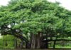 The tree of life—world’s largest living single-tree canopy is in Andhra Pradesh
