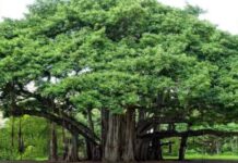 The tree of life—world’s largest living single-tree canopy is in Andhra Pradesh