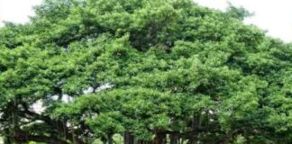 The tree of life—world’s largest living single-tree canopy is in Andhra Pradesh
