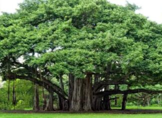 The tree of life—world’s largest living single-tree canopy is in Andhra Pradesh
