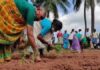 ‘Guli’ method of cultivation gains momentum in Northern Andhra Pradesh