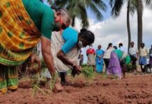 ‘Guli’ method of cultivation gains momentum in Northern Andhra Pradesh