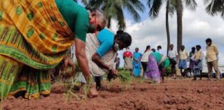 ‘Guli’ method of cultivation gains momentum in Northern Andhra Pradesh