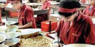 Traders call to promote Palasa cashew in global market