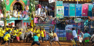 Jallikattu in Andhra Pradesh’s Chittoor results in injuries for over 30 participants