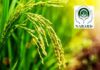 NABARD Increases Agriculture Credit for Andhra Pradesh by 10%