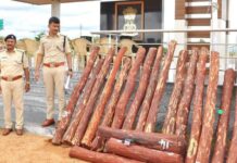8 T.N. operatives nabbed, red sanders logs seized in A.P.’s Annamayya district
