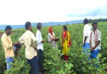 Andhra Pradesh: New disease affecting BT cotton creates panic among farmers in Kurnool