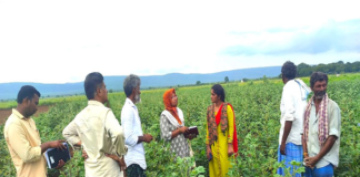 Andhra Pradesh: New disease affecting BT cotton creates panic among farmers in Kurnool