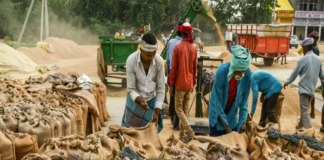 Andhra Pradesh producing 14 lakh tonnes of additional paddy