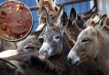 Andhra Pradesh police seize 400kg of donkey meat, arrest 7