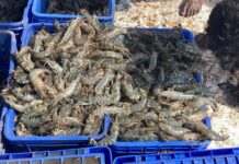 Aquaculture farmers in Andhra Pradesh have their fingers crossed as shrimp prices fall