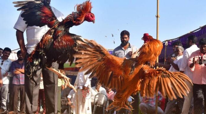 Two persons killed in cockfights in Andhra Pradesh