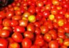 ‘Robbers’ kill Andhra Pradesh farmer who made ‘millions’ selling tomatoes
