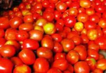 ‘Robbers’ kill Andhra Pradesh farmer who made ‘millions’ selling tomatoes