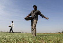 Rainfall deficit leaves Andhra Pradesh farmers in dire straits