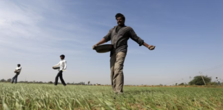 Rainfall deficit leaves Andhra Pradesh farmers in dire straits