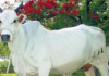 Livestock Research Centre bags award for conserving Ongole cattle breed