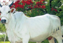 Livestock Research Centre bags award for conserving Ongole cattle breed