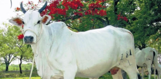 Livestock Research Centre bags award for conserving Ongole cattle breed