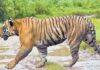 Elusive tiger keeps forest officials in AP on toes