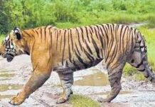 Elusive tiger keeps forest officials in AP on toes