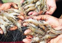 Andhra Pradesh: Ensure aqua ryots get better prices, officials told