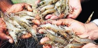 Andhra Pradesh: Ensure aqua ryots get better prices, officials told