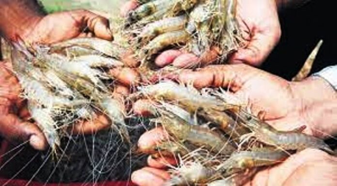 Andhra Pradesh: Ensure aqua ryots get better prices, officials told