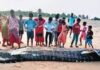 Whale shark carcass washes ashore in Srikakulam district of Andhra Pradesh
