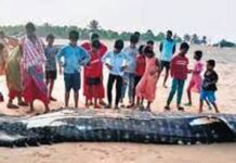 Whale shark carcass washes ashore in Srikakulam district of Andhra Pradesh
