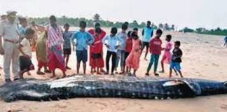 Whale shark carcass washes ashore in Srikakulam district of Andhra Pradesh