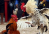 Cockfights Thriving in Andhra Pradesh, Crores Exchanged in Bets