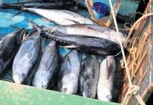 Andhra ranks second in fish processing infrastructure