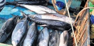 Andhra ranks second in fish processing infrastructure