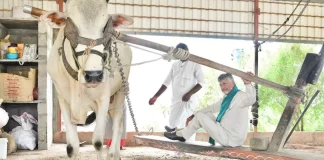 AP CM releases ₹3,125 crore to farmers under PM-Kisan Annadatha Sukhibhava